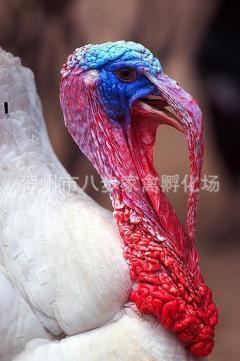 火鸡苗报价_火鸡苗供应_火鸡苗厂商批发-商务联盟产品频道